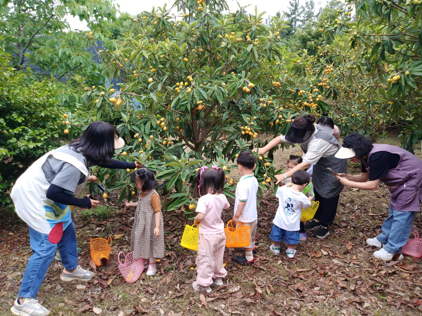 2025년 보길도 비파수확체험 대표이미지